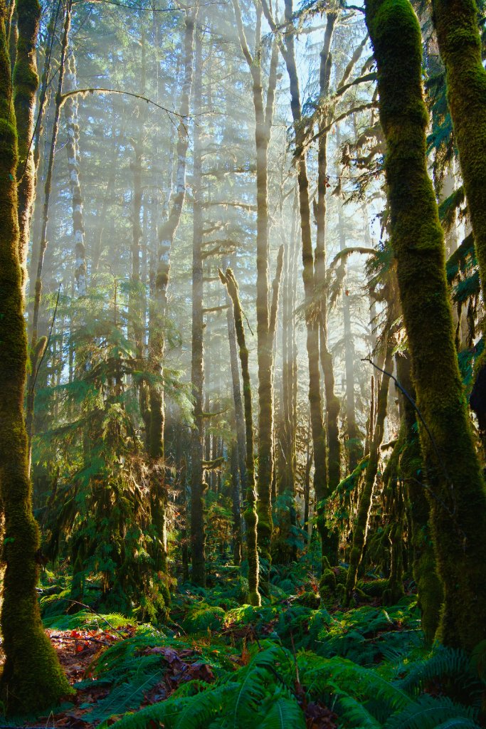 Forest and creek at Riverdaughter Acres